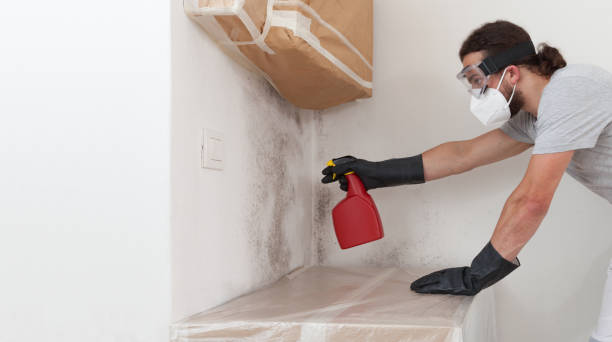 Professional Black Mold Remediation technician working in Dover, MA