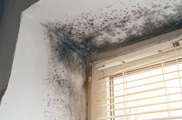 Affordable Black Mold Remediation solutions in Dover, MA