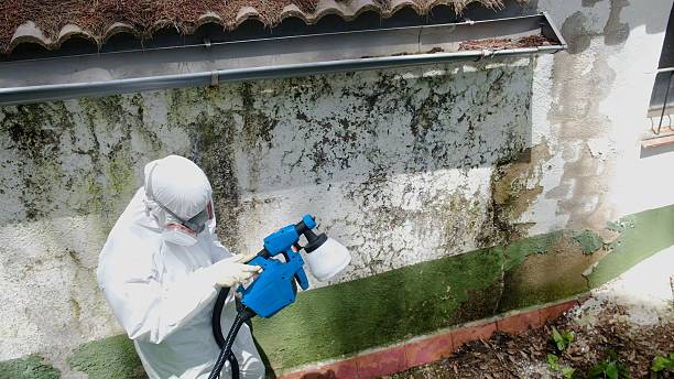 Top rated local Black Mold Remediation specialists in Dover, MA